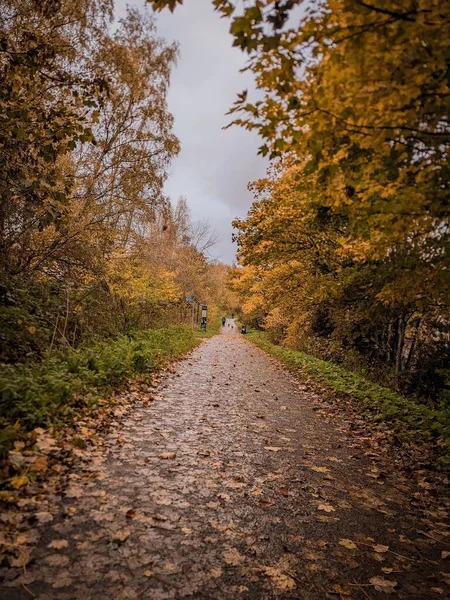 美しい秋の森の中を歩く歩道の垂直ショット — ストック写真