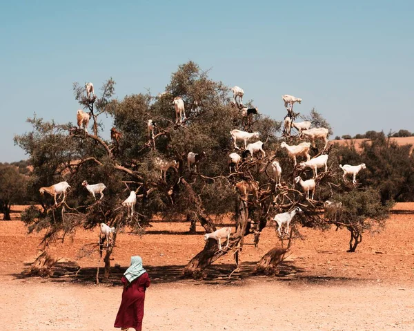 Uma Foto Cênica Cabras Brancas Uma Árvore Argan Uma Fêmea — Fotografia de Stock