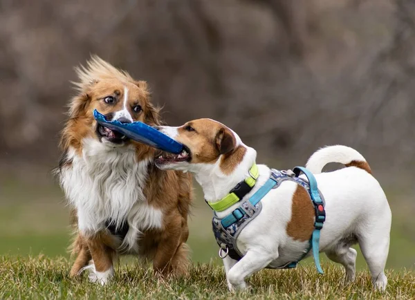 Köpeğin Açık Havada Birbirleriyle Oynadığı Seçici Bir Odak Noktası — Stok fotoğraf