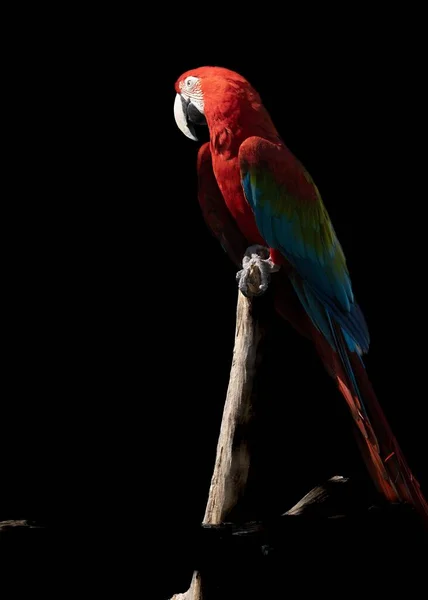 Vertikální Záběr Rozkošné Macaw Usadil Větev Černém Pozadí — Stock fotografie