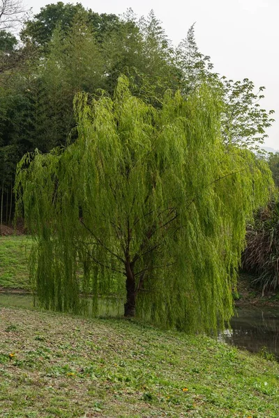 Plan Vertical Saule Salix Dans Forêt — Photo