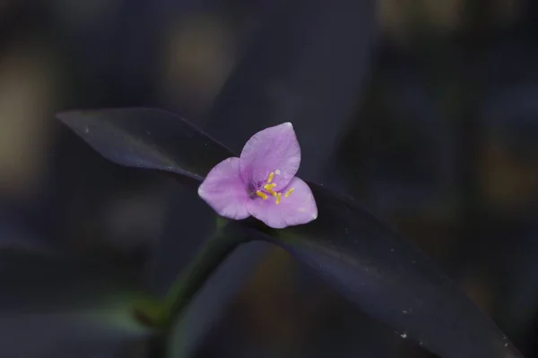 Closeup Shot Delicate Three Petal Purple Heart Flower Dark Green — Stock Photo, Image