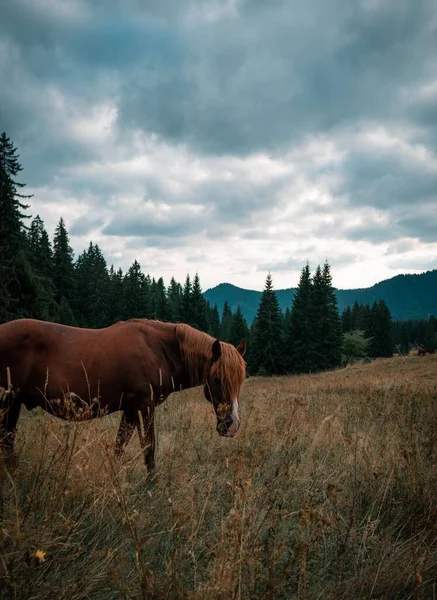 Вертикальний Знімок Коня Ходить Полю Похмурий День — стокове фото