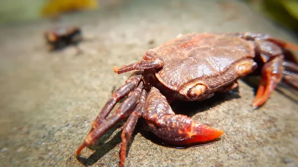 一只红螃蟹在石头上的特写 — 图库照片