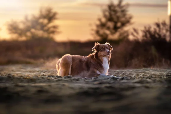 Cão Fronteira Collie Brincando Campo Pôr Sol — Fotografia de Stock