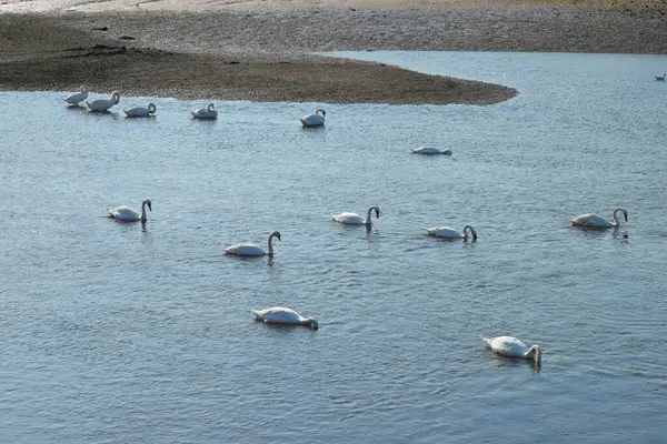 Группа Белых Лебедей Речном Топоре Восточном Девоне Великобритания — стоковое фото