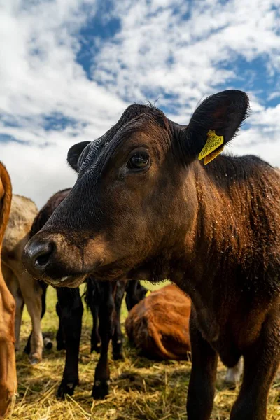 영국의 목초지에서 소들을 데모아 — 스톡 사진