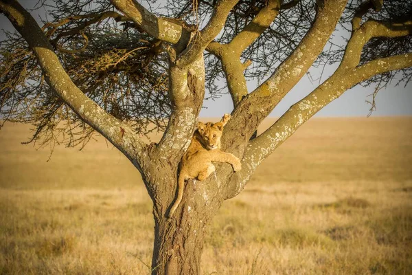 Mighty Lion Watching Lionesses Who Ready Hunt — Stock Photo, Image