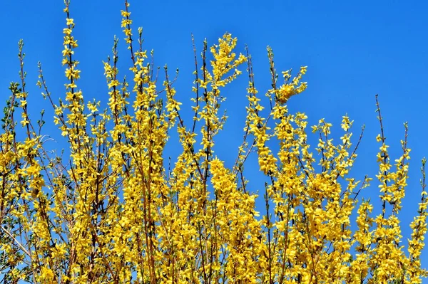 Egy Közeli Felvétel Sárga Forsythia Virágok Kék Háttér — Stock Fotó