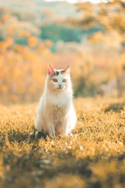 Foco Seletivo Vertical Gato Branco Fofo Campo Com Árvores Outono — Fotografia de Stock