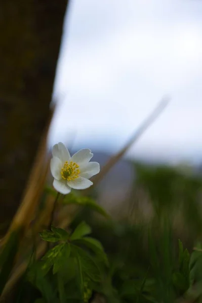 Tek Bir Anemone Çiçeğinin Dikey Görüntüsü — Stok fotoğraf