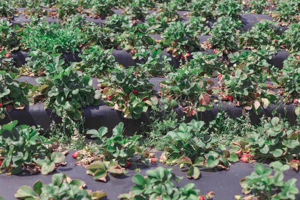 Sebuah Peternakan Strawberry Bukit Selatan Florida Tengah — Stok Foto