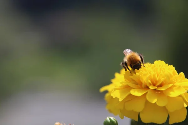 Méhecske Egy Sárga Virágon Nyáron — Stock Fotó