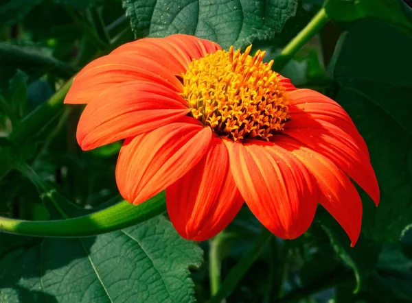 Zbliżenie Zdjęcie Pomarańczowego Kwiatu Cynku Zielonymi Liśćmi Słonecznej Pogodzie Ogrodzie — Zdjęcie stockowe