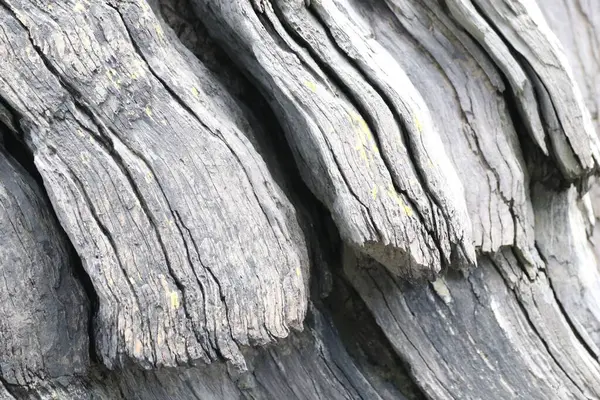 Eine Nahaufnahme Von Wäldern Schwarz Weiß — Stockfoto