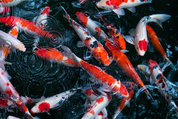 Sebuah Closeup Ikan Mas Kolam — Stok Foto