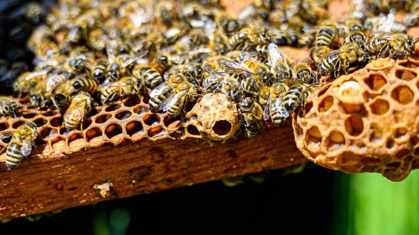 Zbliżenie Pszczół Plastrach Miodu Pszczelarstwo — Zdjęcie stockowe