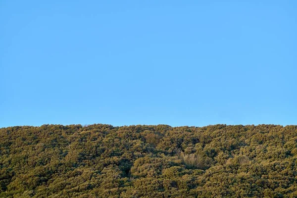 Dichte Groene Bomen Tegen Een Blauwe Heldere Lucht — Stockfoto