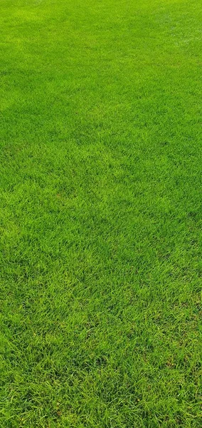 A fresh green grass field