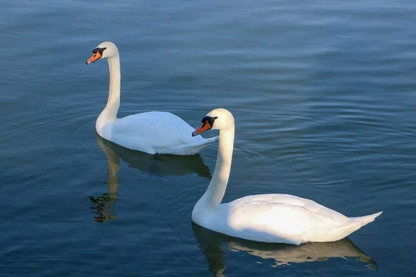 Couple Beautiful White Swans Swimming Together Danube River — Stock Photo, Image