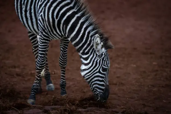 Selective Focus Zebra Grazing — Stock Photo, Image