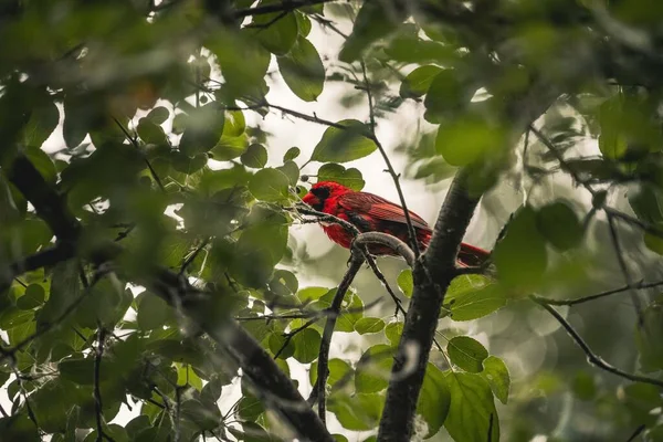 Yeşil Yapraklı Bir Ağaç Dalında Şirin Bir Kuzeyli Kardinalin Yakın — Stok fotoğraf