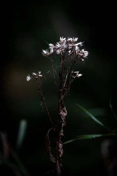 Primer Plano Vertical Flores Plantas Empinadas Eupatorium Sobre Fondo Oscuro — Foto de Stock