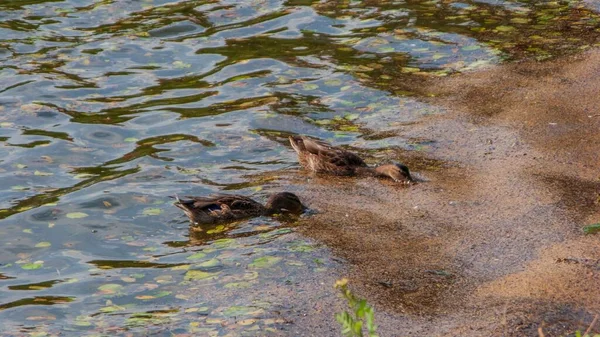 池で泳ぐアヒルの美しいショット — ストック写真