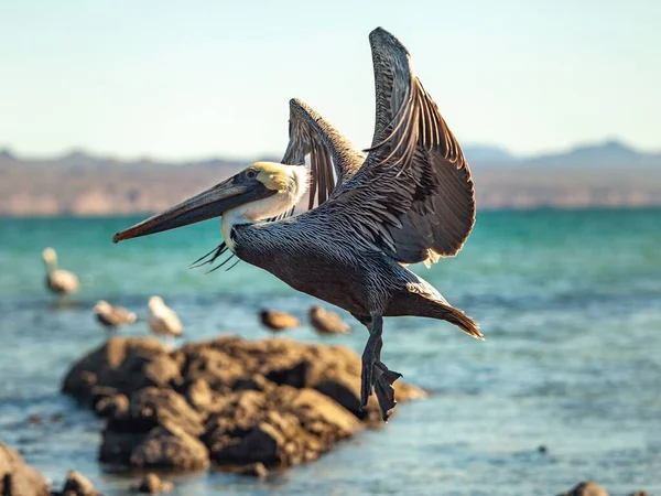 Selektywne Ujęcie Pelikana Przelatującego Nad Oceanem — Zdjęcie stockowe