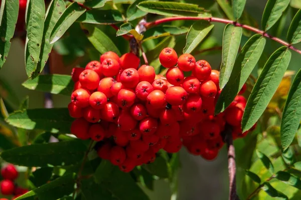 가지에 소부스 열매를 클로즈업 — 스톡 사진