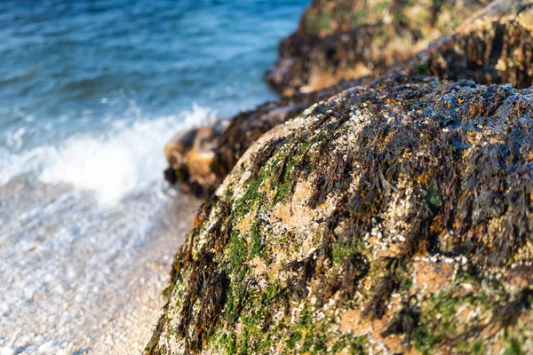 Yeşil Yosunlarla Kaplı Yıpranmış Deniz Kenarındaki Kayaların Yakın Çekimi — Stok fotoğraf