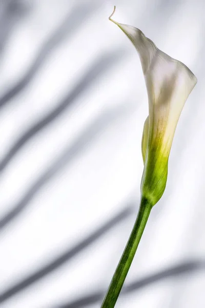Tiro Vertical Uma Flor Lírio Arum Com Sombras Fundo Branco — Fotografia de Stock