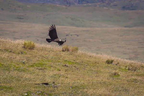 Een Andes Condor Vogel Met Open Vleugels Die Boven Het — Stockfoto