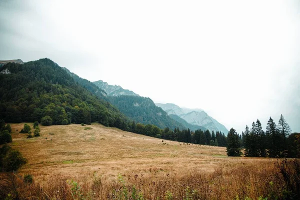 Вид Повітря Прекрасний Ліс Біля Гір — стокове фото