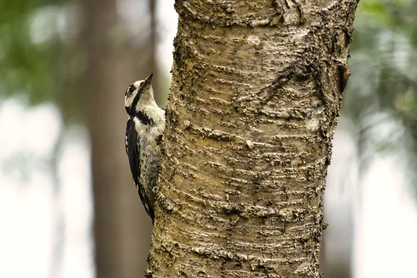 Great Spotted Woodpecker Foraging Forest Tree Blurred Background Animal Shot — Stock Photo, Image