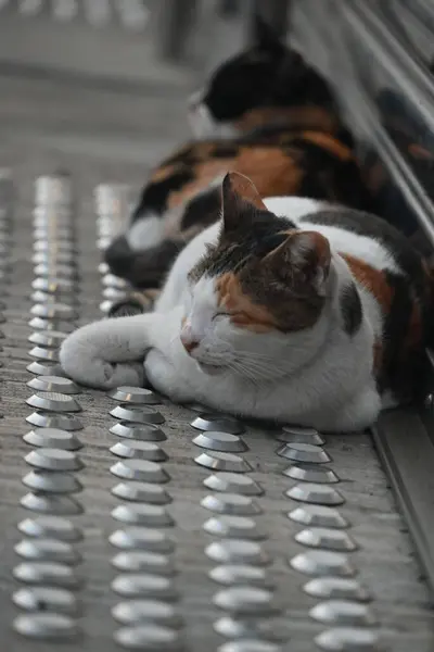 Eine Vertikale Aufnahme Liegender Katzen Auf Der Straße — Stockfoto