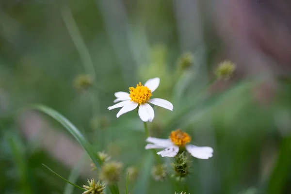 Malý Bílý Bidens Alba Květ Selektivním Zaměření Zeleném Poli — Stock fotografie