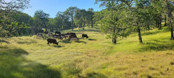 Панорамный Вид Коров Пасущихся Зеленых Газонных Полях Фермы Деревьями Солнечным — стоковое фото