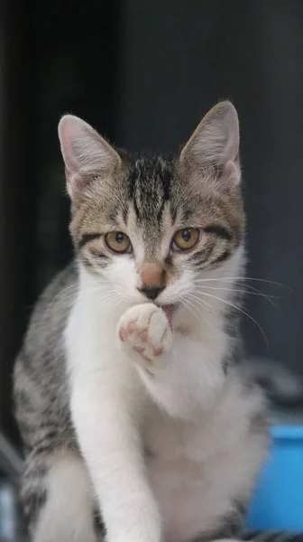 Svislý Záběr Roztomilé Kočky Lízání Její Tlapky Rozmazaném Pozadí — Stock fotografie