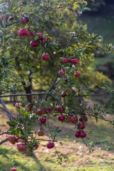Pion Czerwonych Jabłek Dorastających Zielonej Gałęzi Drzewa Ogrodzie — Zdjęcie stockowe