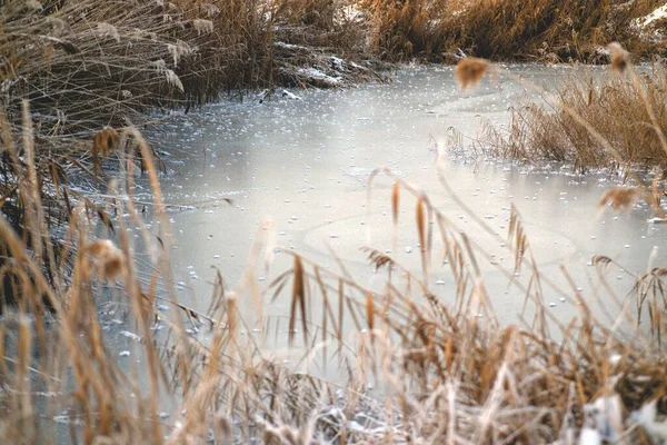 Beautiful Frozen Pond Surrounded Weathered Grass — Stock Photo, Image