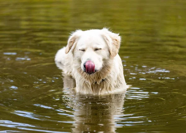 A cute Golden Retriever in a lake during the daytime