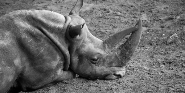 Hermoso Retrato Primer Plano Escala Grises Rinoceronte Descansando Sobre Suelo — Foto de Stock