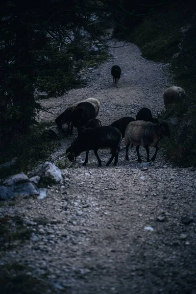 在石子路上的黑色罗曼诺夫羊的垂直镜头 — 图库照片
