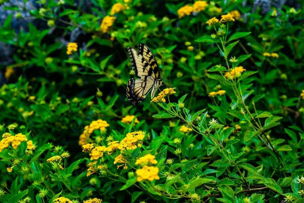 Closeup Tigre Amarelo Engolir Borboleta Uma Planta — Fotografia de Stock