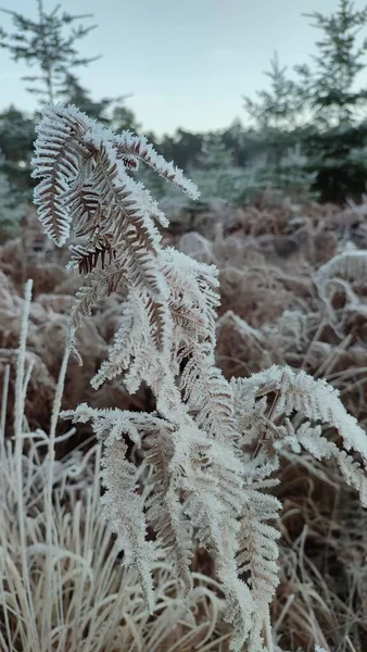 겨울의 눈덮인 고사리 — 스톡 사진