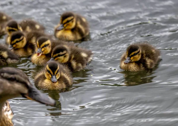 Closeup Small Ducks Swimming Pond — Stock Photo, Image