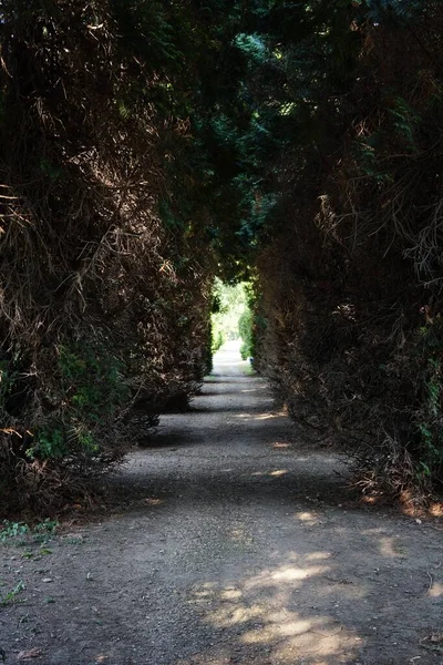 干枯的灌木丛和树木之间的一条狭窄的小路 — 图库照片