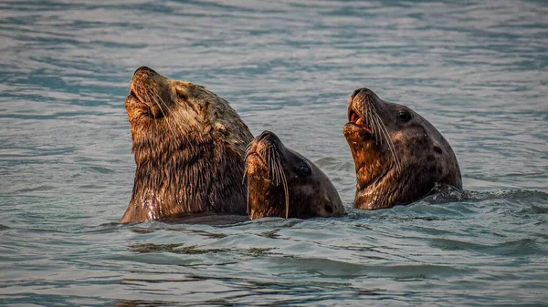 Een Prachtig Shot Van Drie Zeeleeuwen Een Zee Overdag — Stockfoto