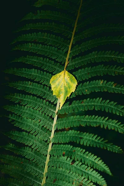 Ένα Κάθετο Πλάνο Ενός Πράσινου Φύλλου Ένα Φυτό Φτέρης — Φωτογραφία Αρχείου